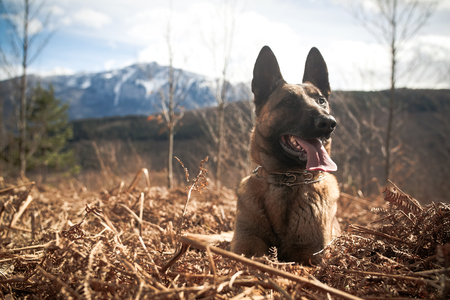 Belgian Shepherd Posing in Front of a Camera in the forestの写真素材