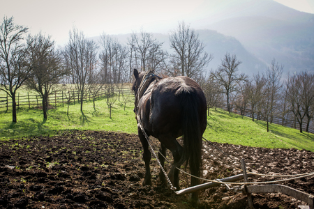 Horse pulling plow on organic farmの写真素材