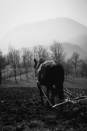 Horse pulling plow on organic farmの写真素材
