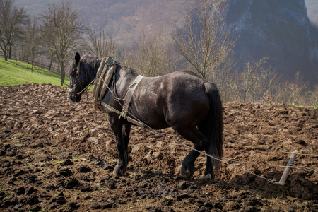 Horse pulling plow on organic farmの写真素材