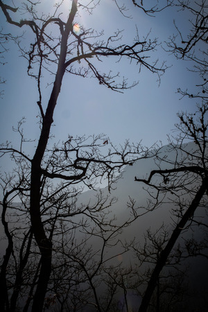 Silhouette of a tree in the skyの写真素材