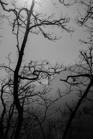 Silhouette of a tree in the sky