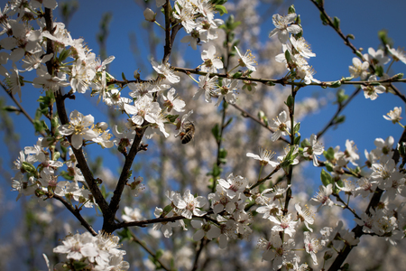 Blossom tree over nature background/ Spring flowers/Spring Backgroundの写真素材