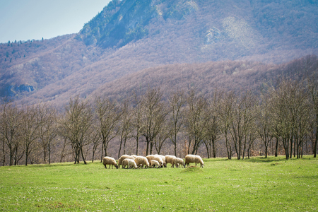 Flock of sheep grazing on a fieldの写真素材