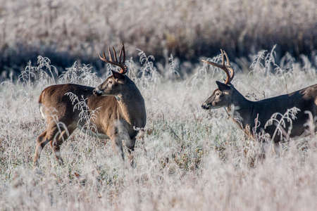 Two Bucks fighting in the morning の写真素材