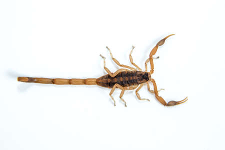 A small venomous scorpion ,Centruroides vittatus,  isolated on a white background の写真素材