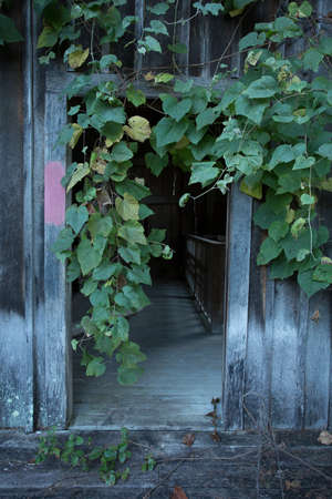 Grungy wooden textures overgown with vines and weedsの写真素材
