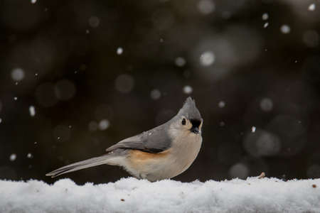 A brightly colored american song bird looking for food in the snow.の写真素材