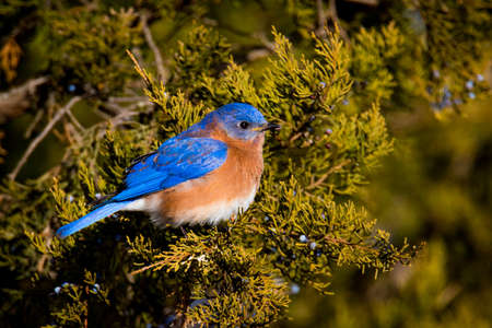 Eastern Bluebird eating berries from our evergreen tree on a very cold day.の写真素材