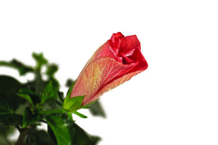 The bud of a blossoming hibiscus isolated on a white backgroundの写真素材