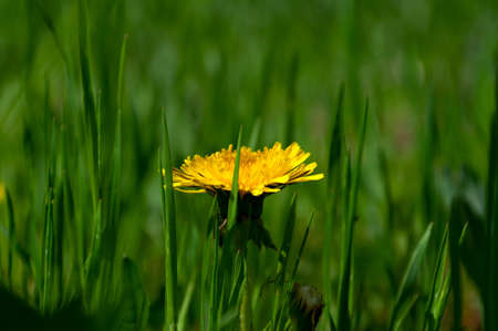 Blooming dandelion among juicy green grass. Closeup.の写真素材