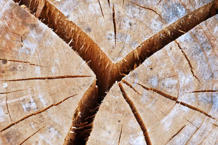 Old cracked tree stumpの写真素材