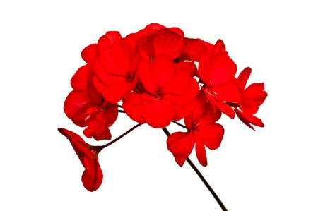 Bunch of blooming red geraniums, isolated on white backgroundの写真素材