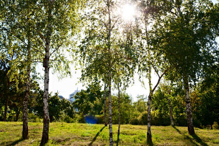 Birch trees in a summer forest under bright sun の写真素材