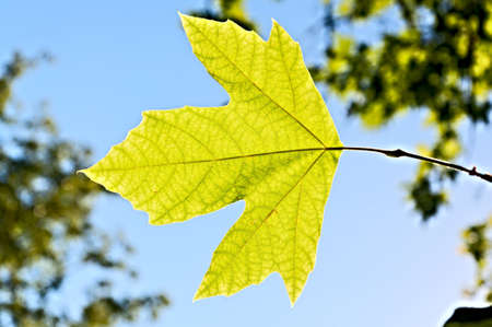 Lonely leaf of a plane tree, against the blue sky and green foliage.の写真素材