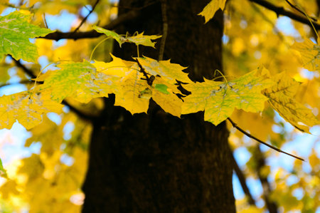 Yellow autumn maple leaves on the background of a tree trunk.