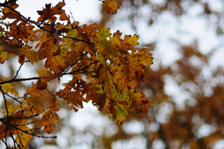 Yellow oak leaves on a branch, late autumn 