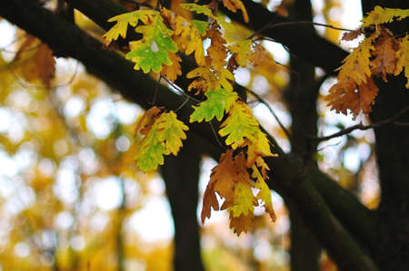 Oak Leaves on a branch in the oak groveの写真素材
