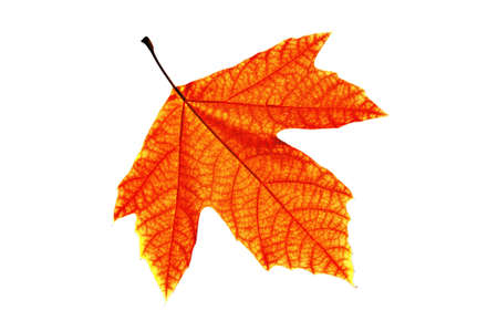 Lonely leaf of a plane tree, isolated on a white background.の写真素材