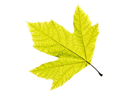 Lonely leaf of a plane tree, isolated on a white background.の写真素材