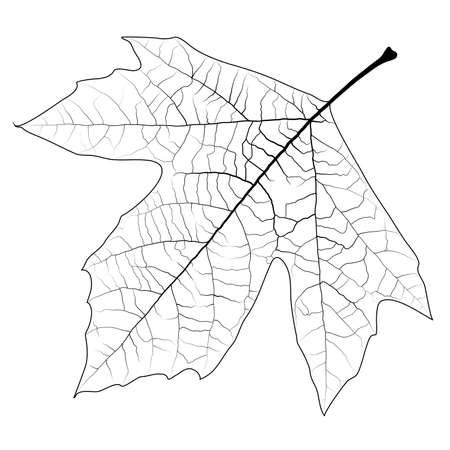 Design element - high detailed sycamore leaf, can be painted in any color. EPS10 vector.のイラスト素材