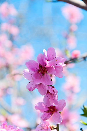 Blossoming peach over blue sky, closeup 
