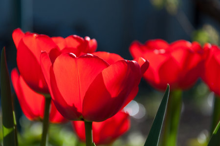 Red tulips in a sunny day, closeup 