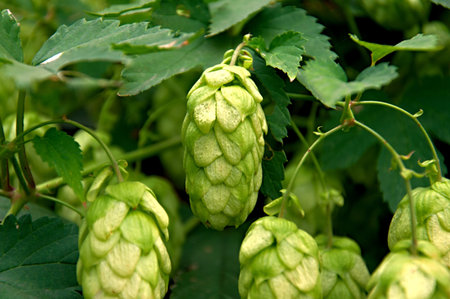 Fresh ripe hop. Closeup.
