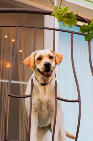 Funny labrador at the balcony.の写真素材