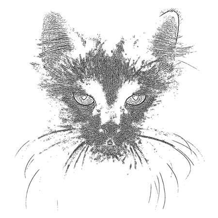 Black cat portrait. のイラスト素材