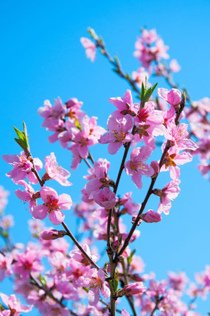 Blossoming Peach tree over background of a clear blue sky.