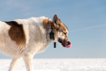 Laika - West Siberian Laika with shock collar. Closeup.