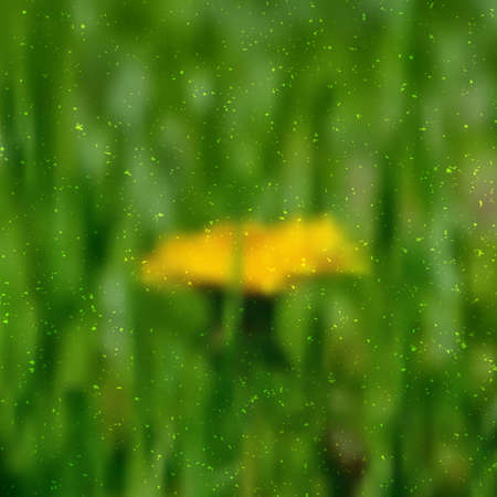 Blurred Blooming dandelion among juicy green grass, with grainy grunge effect wich can be cleaned easily  vector のイラスト素材