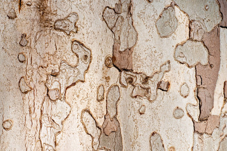 Sycamore Bark Texture for your design.