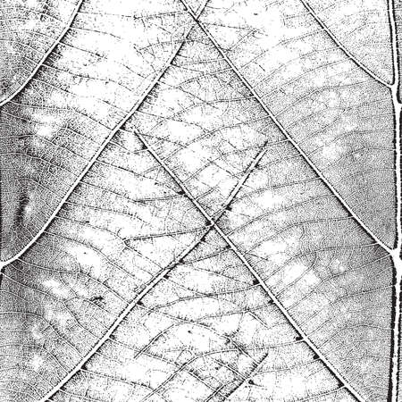Distress Leaf Overlay Texture For Your Design.のイラスト素材