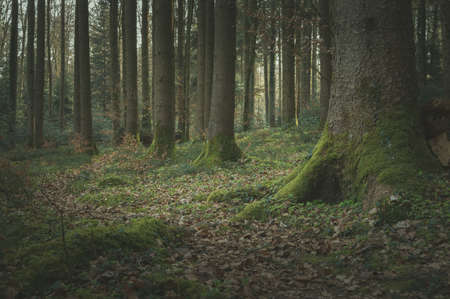 Forest in Switzerland on a spring morningの写真素材