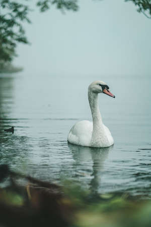 Swan on the Alster lake in Hamburg, Germanyの写真素材