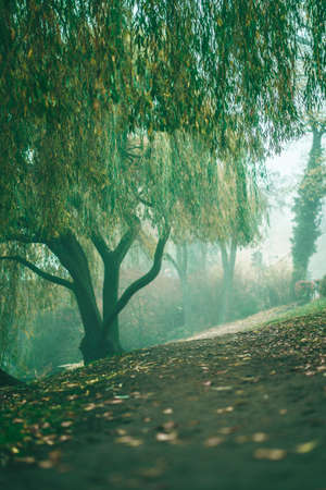 Tree in a misty green park next to Alster in Hamburg, Germanyの写真素材
