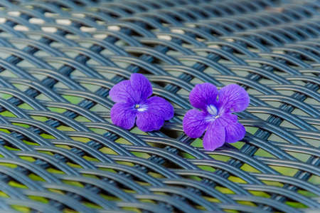 Blue flower background.の写真素材