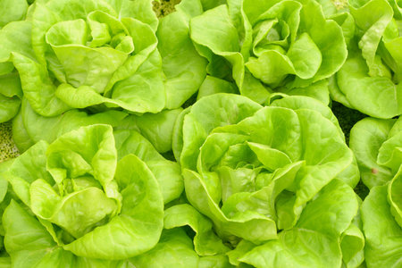 Butter head Lettuce in the vegetable garden
