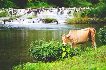Thai cow eating fresh grass near river with mountain view behindの写真素材