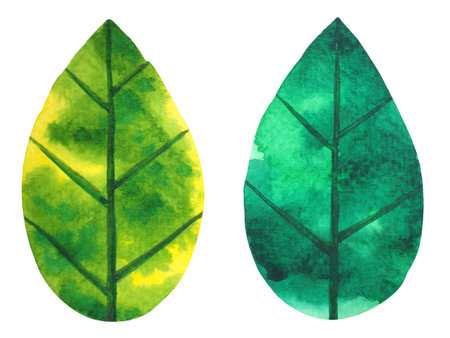 green leaf tree plant eco energy ecology nature power environmental concept save earth concept leaf shape icon logo sign symbol art watercolor painting illustration bio protectの写真素材