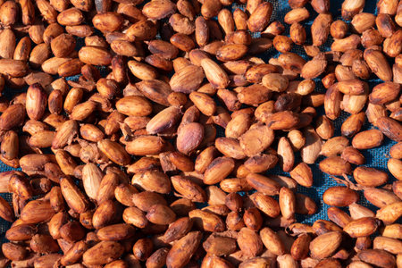Dried and sun-dried cocoa bean background. Raw cocoa beans spread to dry in the sun at a processingの写真素材