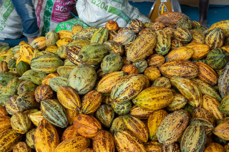 raw fresh cocoa pod, Cacao pods cocoa pods organic background.の写真素材