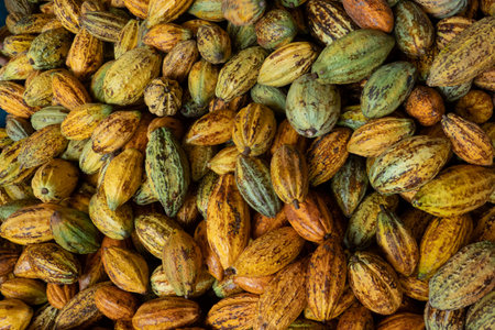 raw fresh cocoa pod, Cacao pods cocoa pods organic background.の写真素材