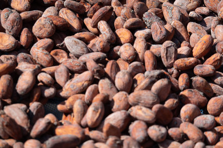 Dried and sun-dried cocoa bean background. Raw cocoa beans spread to dry in the sun at a processingの写真素材
