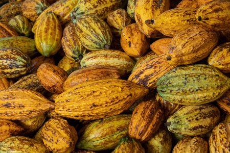 raw fresh cocoa pod, Cacao pods cocoa pods organic background.の写真素材