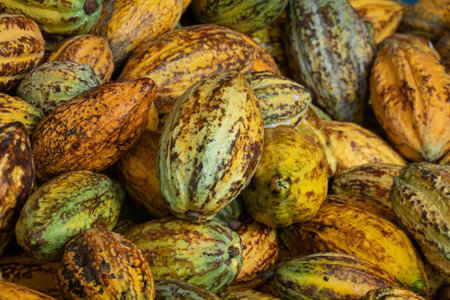 raw fresh cocoa pod, Cacao pods cocoa pods organic background.の写真素材