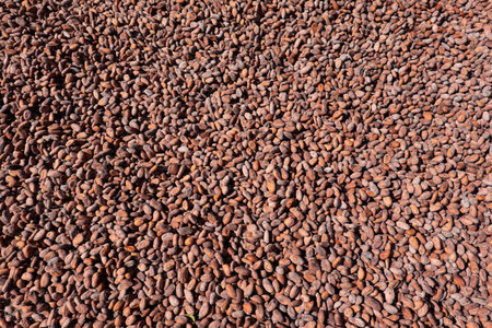 Dried and sun-dried cocoa bean background. Raw cocoa beans spread to dry in the sun at a processingの写真素材