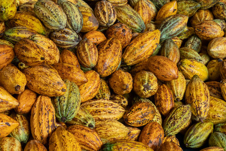 raw fresh cocoa pod, Cacao pods cocoa pods organic background.の写真素材
